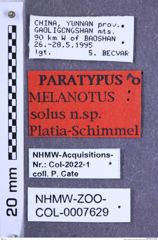 Etikette zu Melanotus solus (Platia & Schimmel, 2001) (NHMW-ZOO-COL-0007629)